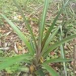 Ananas comosus leaf picture by Linhares Wellington (cc-by-sa)