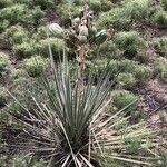 Yucca glauca habit picture by Edward Lau (cc-by-sa)