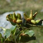 Salix herbacea fruit picture by margarida vila (cc-by-sa)