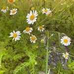 Tripleurospermum maritimum flower picture by Martine Baume (cc-by-sa)