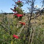 Hibiscus aponeurus habit picture by susan brown (cc-by-sa)