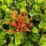 Ixora coccinea flower picture by Edwin van Gorp (cc-by-sa)