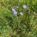 Linum austriacum flower picture by Hartmut Hommens (cc-by-sa)