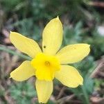 Narcissus rupicola flower picture by Diego Alex (cc-by-sa)