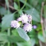 Praxelis clematidea flower picture by Trap Hers (cc-by-sa)