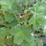 Potentilla nevadensis leaf picture by Martinez Manuel (cc-by-sa)