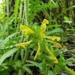 Pedicularis canadensis flower picture by Erin Froehlich (cc-by-sa)