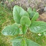 Ramonda myconi leaf picture by Serge Ottaviani (cc-by-sa)