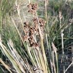 Juncus maritimus fruit picture by PA_VO MAR_2122 (cc-by-sa)