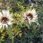 Carlina vulgaris flower picture by Andrea Andrea (cc-by-sa)