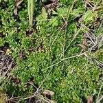 Azorella multifida habit picture by Mariette Laumond (cc-by-sa)