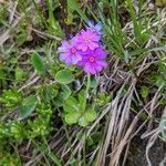 Primula glutinosa habit picture by manuseitz (cc-by-sa)