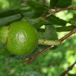 Psidium friedrichsthalianum fruit picture by Daniel Barthelemy (cc-by-sa)