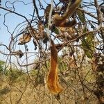 Mucuna pruriens fruit picture by Prashant Jadhav (cc-by-sa)