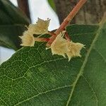 Terminalia prunioides flower picture by susan brown (cc-by-sa)