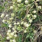 Clematis campestris habit picture by Trap Hers (cc-by-sa)