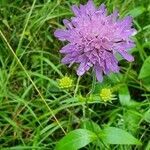 Knautia dipsacifolia flower picture by Gerard Vervaart (cc-by-sa)