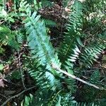 Polystichum acrostichoides leaf picture by malot w (cc-by-sa)