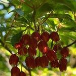 Enkianthus cernuus flower picture by 志埜杜 (cc-by-sa)