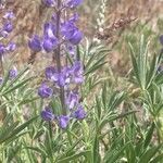 Lupinus argenteus flower picture by Ashley Scholer (cc-by-sa)