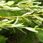 Declieuxia fruticosa leaf picture by Nelson Zamora Villalobos (cc-by-nc)