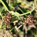 Smilax campestris flower picture by juan campa (cc-by-sa)