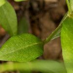 Pseudostellaria europaea leaf picture by Martin Bishop (cc-by-sa)