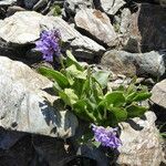 Primula latifolia habit picture by Llandrich anna (cc-by-sa)