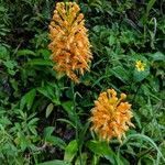 Platanthera ciliaris flower picture by Miranda Garbe (cc-by-sa)