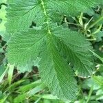 Agrimonia eupatoria leaf picture by lologramme (cc-by-sa)