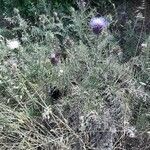 Cynara humilis habit picture by Monteiro Henrique (cc-by-sa)