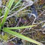 Carex colchica leaf picture by basia gajda (cc-by-sa)