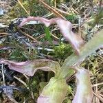 Petasites paradoxus leaf picture by Rohweder Karsten (cc-by-sa)