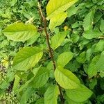 Prunus domestica habit picture by Svenja Str (cc-by-sa)