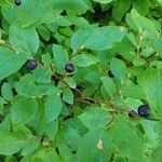 Vaccinium membranaceum fruit picture by Michael Finch (cc-by-sa)