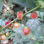 Paullinia meliifolia fruit picture by Trap Hers (cc-by-sa)