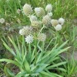 Eryngium aquaticum flower picture by Ryan Gilmore (cc-by-sa)