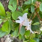 Rhododendron arborescens flower picture by Cara P (cc-by-sa)