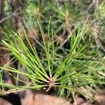 Pinus brutia leaf picture by Pavleta Murjeva (cc-by-sa)