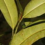 Calophyllum brasiliense leaf picture by Nelson Zamora Villalobos (cc-by-nc)