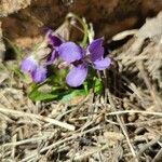 Viola pyrenaica flower picture by Sergio Moliner (cc-by-sa)