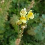 Linaria vulgaris flower picture by Johan Hoekstra (cc-by-sa)