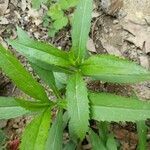 Mimulus ringens leaf picture by Darcy Winds (cc-by-sa)