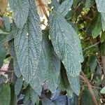 Viburnum rhytidophyllum leaf picture by edgar bolz (cc-by-sa)