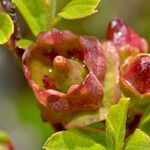 Gaylussacia baccata flower picture by norbert verneau (cc-by-sa)