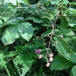 Rubus canadensis fruit picture by Tasha Van Dinther (cc-by-sa)