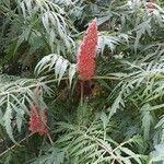 Rhus typhina flower picture by Louis Quinze (cc-by-sa)