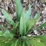 Plantago lanceolata leaf picture by Marc Termonia (cc-by-sa)