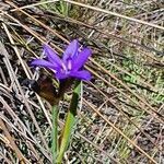 Aristea abyssinica habit picture by susan brown (cc-by-sa)