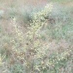 Silene otites habit picture by Janos Balint (cc-by-sa)